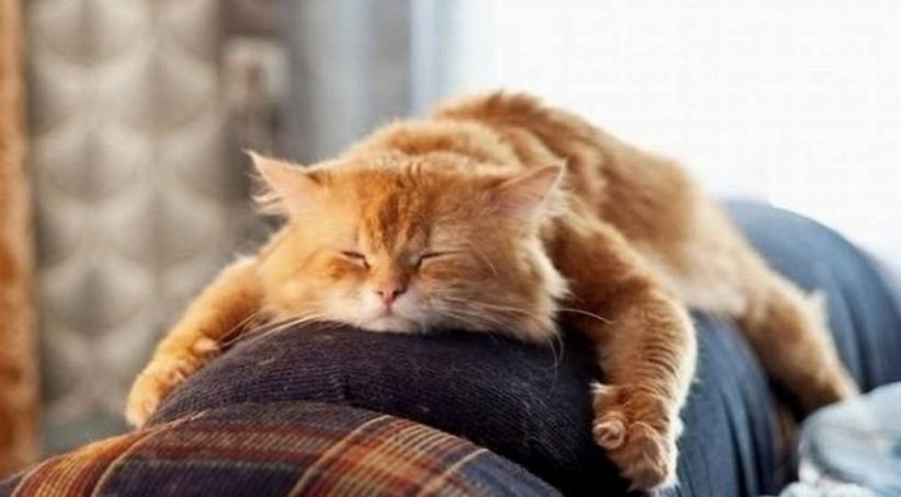 Святкові та неробочі дні у 2026 році (повний перелік свят в Україні згідно зі ст. 73 КЗпП)